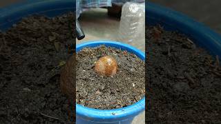 Amazing Skill how to grow sapodilla tree from sapodilla fruit for beginners shortsyoutubeshort [upl. by Covell]