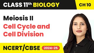 Meiosis II  Cell Cycle and Cell Division  Class 11 Biology Chapter 10  CBSE 202425 [upl. by Fanni]