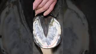 Satisfying Frog Trimming shorts farrier satisfying asmr [upl. by Auguste849]