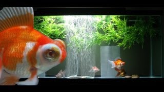 55 Gallon Goldfish Aquarium [upl. by Llecrup]