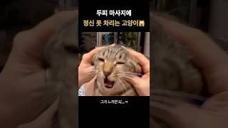 스르륵 녹아내려요🫠 고양이 feat 데이식스 그저 느끼면 되ㅋ 고양이 고양이일상 고양이영상 하루 웃긴영상 [upl. by Lemon]