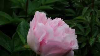 Peony Pink Vanguard  wwwpeonyshopcom [upl. by Leon565]