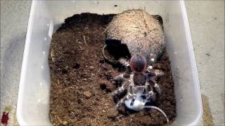 Tarantula Acanthoscurria geniculata vs Mouse [upl. by Alset564]