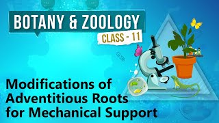 Modifications of Adventitious Roots for Mechanical Support  Morphology of Flowering Plants [upl. by Paz554]