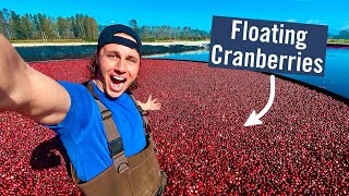 CRANBERRY HARVESTING  Why do they flood the fields [upl. by Aneri987]