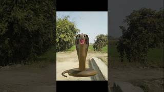 Danger snake 🐍🐍 VFX Short Video ll vfxshorts snake vfxpro vfxviral vfxworld 💯💯 [upl. by Frierson365]