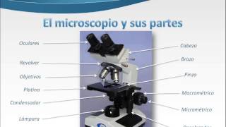 El microscopio y sus partes [upl. by Anielram]