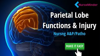 Parietal Lobe Study Tips for Nursing Students [upl. by Bogie]