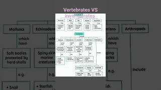 Vertebrates VS Invertebrates biology science vertebrates [upl. by Dari649]