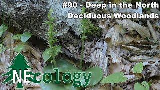 NEcology 90  Deep in the North Deciduous Woodlands [upl. by Notsek]