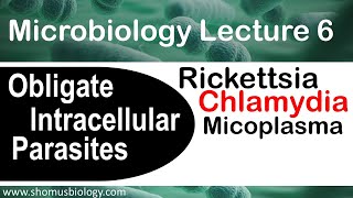 Microbiology lecture 6  Obligate intracellular parasites  Rickettsia Chlamydia bacteria [upl. by Akcirahs911]