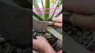 Alovera plant care tips 😱😘shorts aloveraplant plants gardening [upl. by Faust]