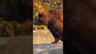 Huge Grizzly Bear 😱 [upl. by Yreffeg]