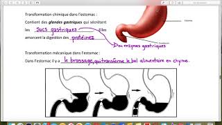 Le système digestif et la digestion [upl. by Charlton]