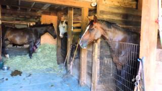 Horses Dancing To My Music  In The Barn [upl. by Ojaras]