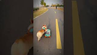 The competitive little skateboarding corgi can only win but not lose I cant afford to play ska [upl. by Besnard783]