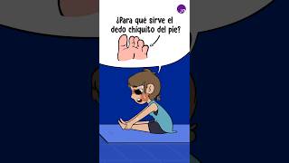 ¿Para qué sirve el dedo chiquito del pie [upl. by Mcclish256]