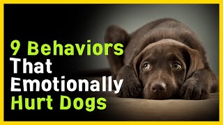 9 Behaviors That Make Dogs Feel Unloved [upl. by Assirod]