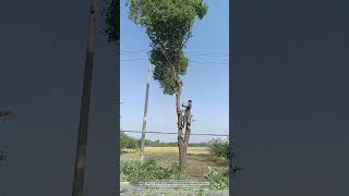 Road Side Wind  Proof Trees Cutting Process [upl. by Hars]