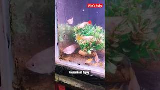 Gourami fish and Guppy fish together 3 years relaxing gouramifish ujjalshoby [upl. by Anikahs]