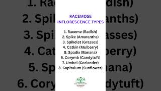 Types of Racemose Inflorescence and their examples biologybloom [upl. by Hanimay]