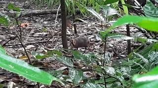 Lesser Mouse Deer at Chestnut Nature Park Singapore [upl. by Latouche]