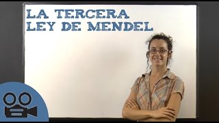 La tercera ley de Mendel [upl. by Afital712]