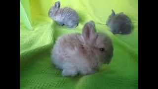 English Angora Baby Bunnies [upl. by Latsyrcal]