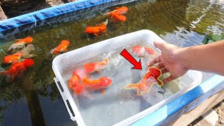 HOW TO BREED Ranchu GOLDFISH with great SUCCESS [upl. by Poland]