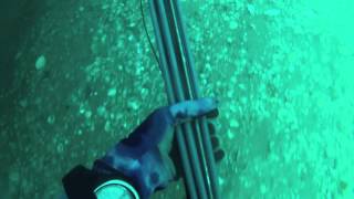 Spearfishing Charleston South Carolina Grouper [upl. by Yelnet]