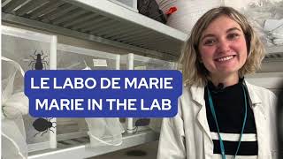 Le Labo de Marie  présentation de la mite alimentaire [upl. by Leopoldine]