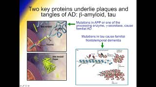 Alzheimers Disease  The amyloid cascade alternative mechanisms [upl. by Seyah]