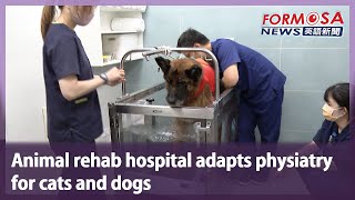 Animal rehab hospital adapts physiatry for cats and dogs｜Taiwan News [upl. by Akienaj]