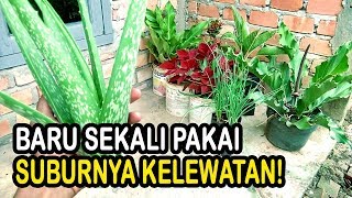 Lidah Buaya  Pupuk Nutrisi dan Penyubur Tanaman hias  Top Manjur [upl. by Tremain]