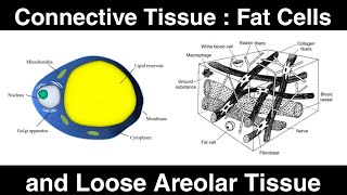 Connective Tissue  Fat Cells and Loose Areolar Tissue [upl. by Negrom]