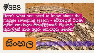 Heres what you need to know about the magpie swooping season  වේගයෙන් පියඹා ඇවිත් පහරදෙන [upl. by Attenahs]