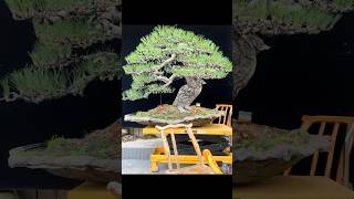 Beautiful Bonsai Works🌳🌲💥517shorts shortsvideo beautifulbonsai art khuebonsai🥰❤️ [upl. by Newell]