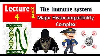 Major histocompatibility complexImmunology [upl. by Irep]