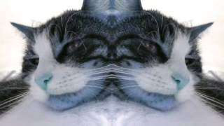 Check me out Im a Cat [upl. by Petty]