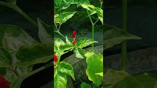 കാന്താരി മുളക് birds eye chillicapsicum frutescenssolanaceae familytrending shotviral [upl. by Irama519]