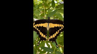 Giant Swallowtail butterfly [upl. by Kalmick]