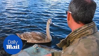 Adorable moment handreared cygnet is reunited with its carer [upl. by Kronick361]