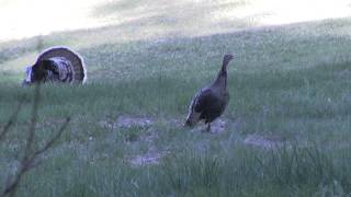 Best Wild Turkey Hen Calling and Yelping 2 [upl. by Hasheem]