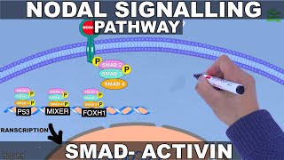 Nodal Signalling Pathway [upl. by Nolasba]