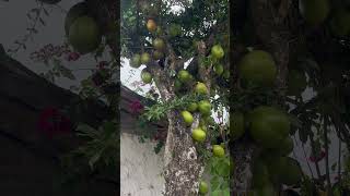 Árbol lleno de pelotas verdes para hacer guacales [upl. by Alexine855]