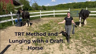 TRT Method and Lunging a Draft Horse [upl. by Tonl213]