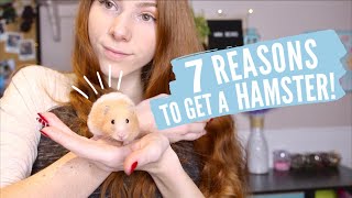 7 Reasons to Get a Hamster [upl. by Solohcin629]