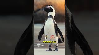 Penguin Mind Blowing Fact unseenuniverse [upl. by Yssenhguahs]