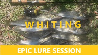 Catching whiting on lures [upl. by Christye]