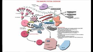 The Immune System Overview and Tutorial  Innate and Adaptive [upl. by Eyllek]